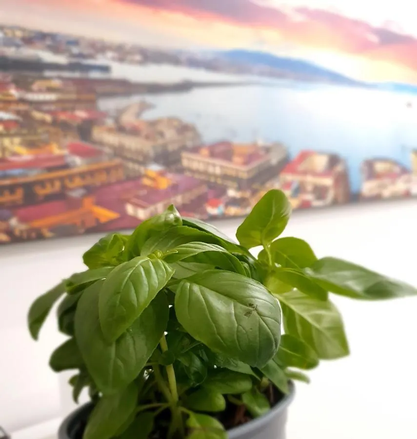 Nocleg ze śniadaniem Gaisa Naples - Bed And Breakfast Włochy